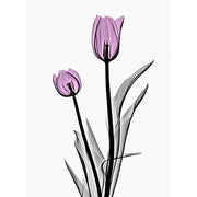 Ethereal Tulip Glow glass film pattern in white, pink and black, full design view